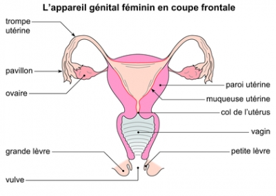 L'appareil génital - le 28/03/2021 à 10H30